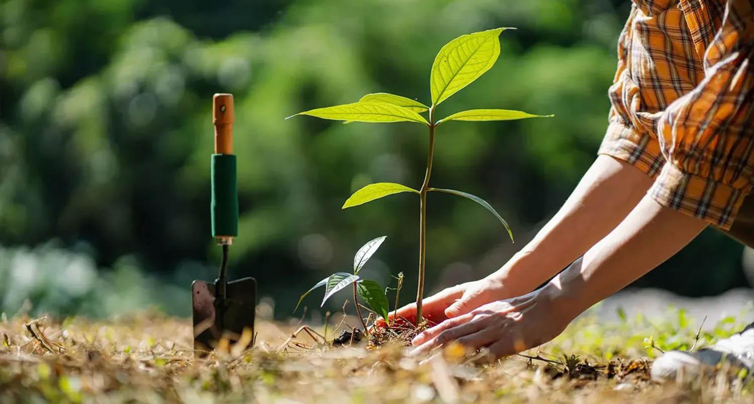 GAIAS LANDSCAPE LTD: Expert Planting, Vibrant Lawns & Living Green Spaces